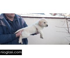 Labrador štenci i Tartufari