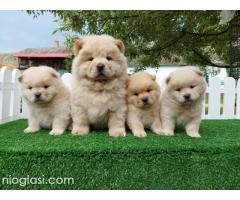 Cau cau Chow chow stenad najlepsi poklon