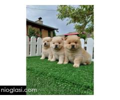 Cau cau Chow chow stenad najlepsi poklon
