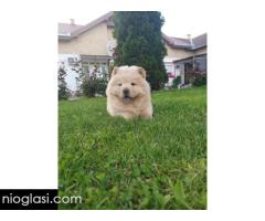Cau cau Chow chow stenad najlepsi poklon - Slika 4/5