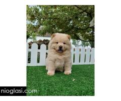 Cau cau Chow chow stenad najlepsi poklon - Slika 5/5