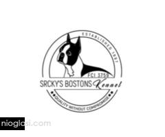 Boston terrier stenad