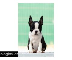 Boston terrier stenad