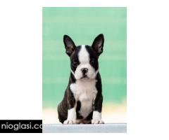 Boston terrier stenad