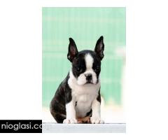 Boston terrier stenad - Slika 4/4