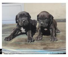 Cane Corso