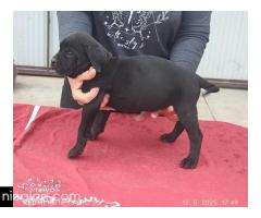 Cane Corso
