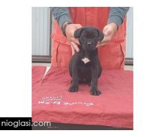 Cane Corso