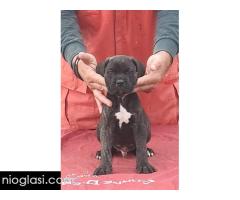 Cane Corso - Slika 4/5