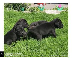 Cane Corso - Slika 5/5