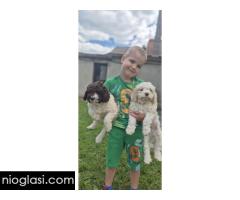 Stenci lagotto romagnolo