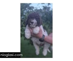 Stenci lagotto romagnolo