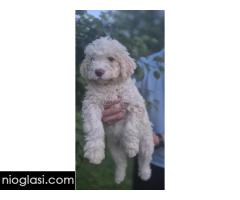 Stenci lagotto romagnolo - Slika 3/3