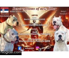 Dogo Argentino štenci