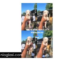 Dogo Argentino štenci