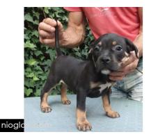 American bully