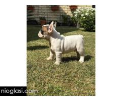 Francuski Bulldog Od Kuce Don