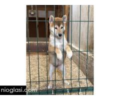 Shiba inu štenci od vrhunskih roditelja - Slika 3/4