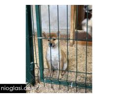 Shiba inu štenci od vrhunskih roditelja - Slika 4/4