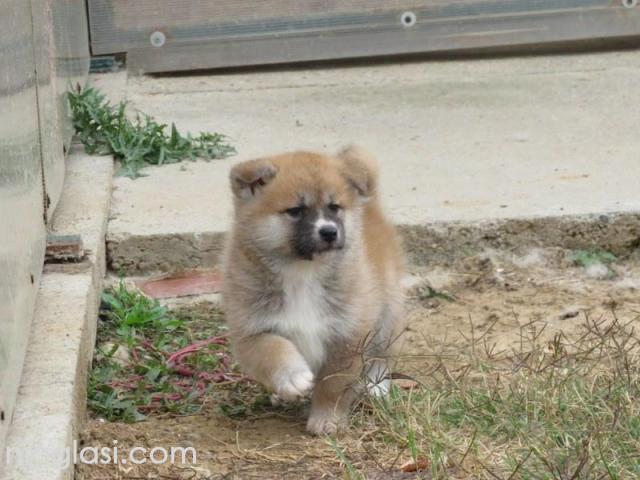 Prodajemo stence japanskih Akita - 1/5