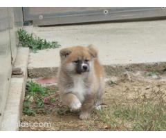 Prodajemo stence japanskih Akita Prodajemo stence japanskih Akita