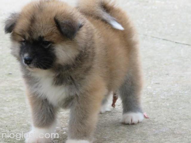 Prodajemo stence japanskih Akita - 2/5