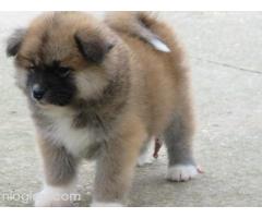 Prodajemo stence japanskih Akita Prodajemo stence japanskih Akita