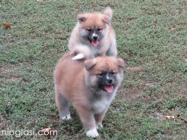 Prodajemo stence japanskih Akita - 3/5