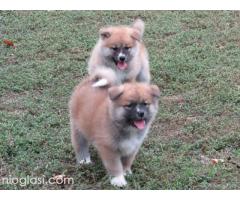 Prodajemo stence japanskih Akita Prodajemo stence japanskih Akita