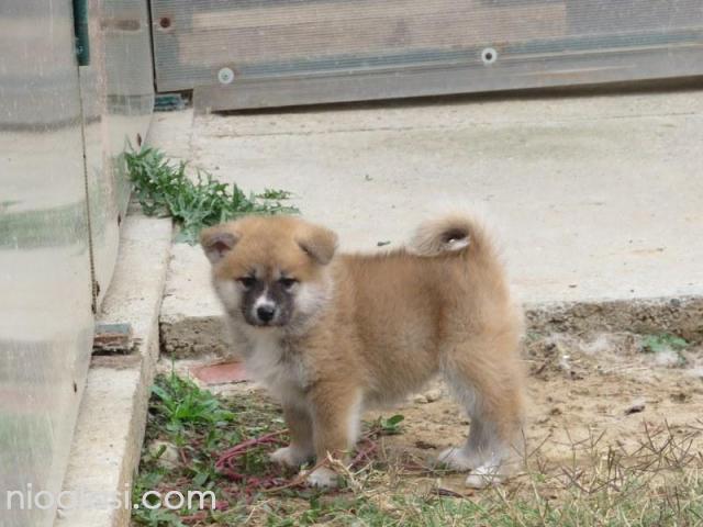 Prodajemo stence japanskih Akita - 4/5