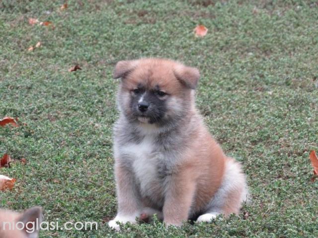 Prodajemo stence japanskih Akita - 5/5