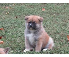 Prodajemo stence japanskih Akita - Slika 5/5