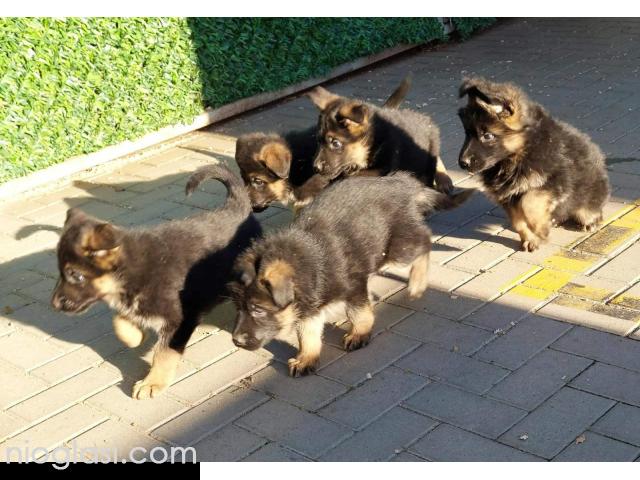 Nemacki ovcar stenad - 1/5