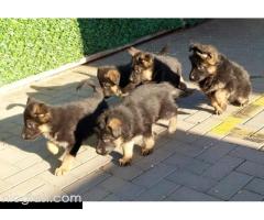 Nemacki ovcar stenad Nemacki ovcar stenad