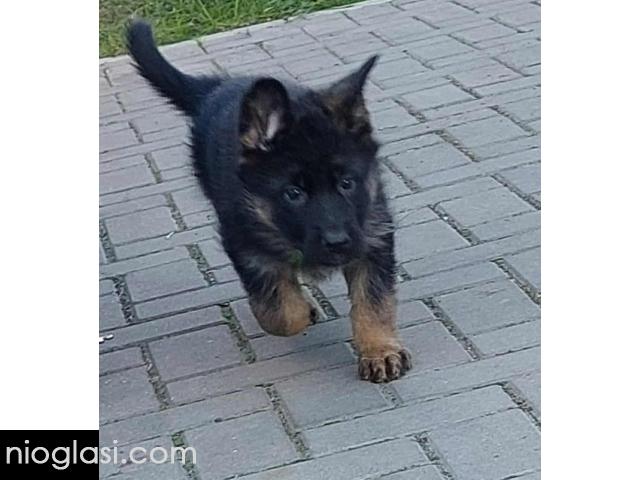 Nemacki ovcar stenad - 2/5