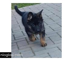 Nemacki ovcar stenad Nemacki ovcar stenad