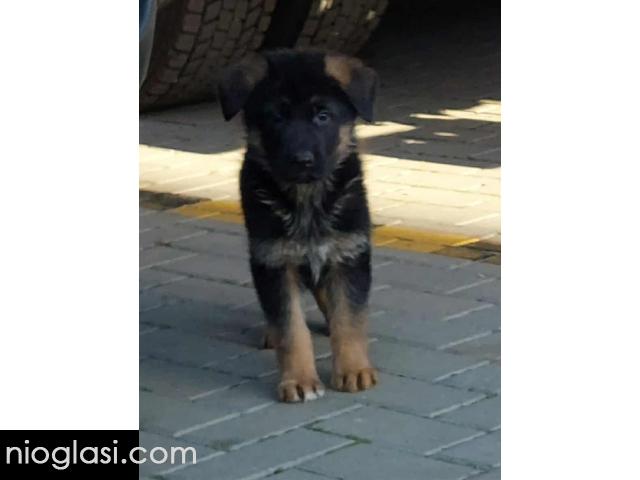 Nemacki ovcar stenad - 3/5