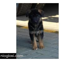 Nemacki ovcar stenad Nemacki ovcar stenad