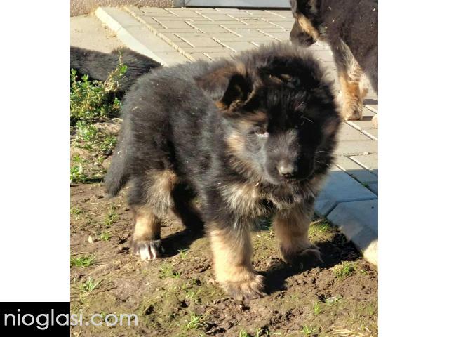 Nemacki ovcar stenad - 4/5