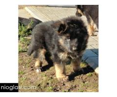 Nemacki ovcar stenad - Slika 4/5