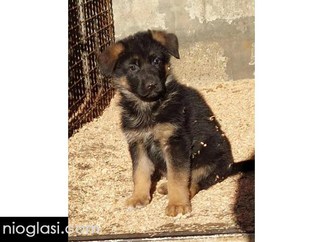 Nemacki ovcar stenad - 5/5