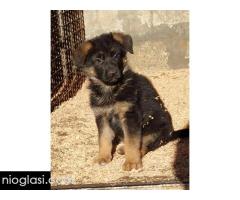 Nemacki ovcar stenad - Slika 5/5