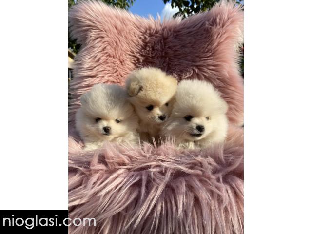 Dostupni prelepi štenci pomeranaca - 1/5