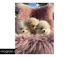 Dostupni prelepi štenci pomeranaca Dostupni prelepi štenci pomeranaca