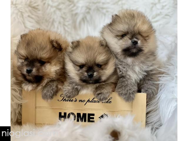 Dostupni prelepi štenci pomeranaca - 2/5