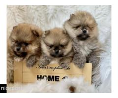 Dostupni prelepi štenci pomeranaca Dostupni prelepi štenci pomeranaca