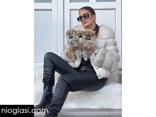 Dostupni prelepi štenci pomeranaca - 3/5