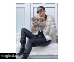 Dostupni prelepi štenci pomeranaca Dostupni prelepi štenci pomeranaca