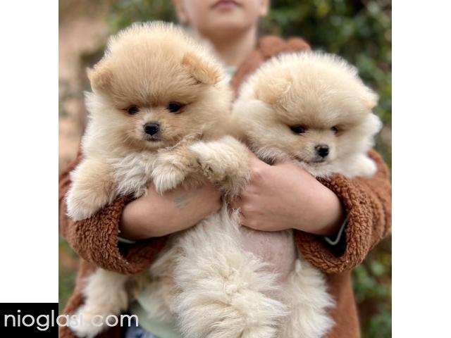 Dostupni prelepi štenci pomeranaca - 4/5