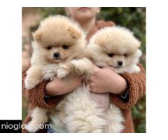 Dostupni prelepi štenci pomeranaca - Slika 4/5